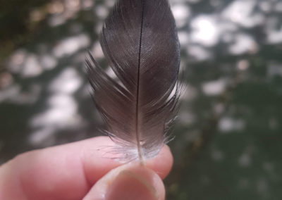 Plumes en vrac