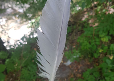 Plumes en vrac