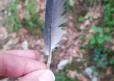 Plumes en vrac