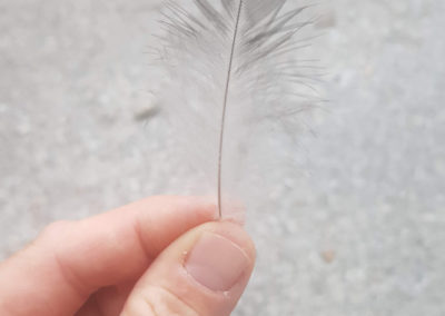 Plumes en vrac