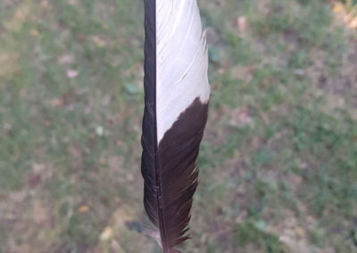 Plumes en vrac