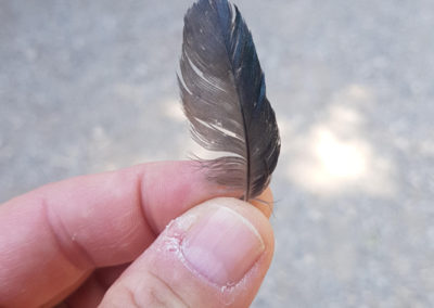 Plumes en vrac