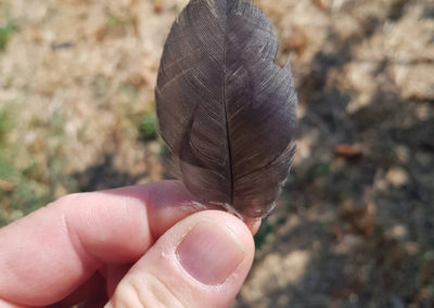 Plumes en vrac