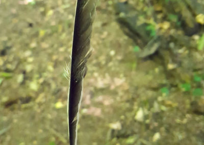 Plumes en vrac