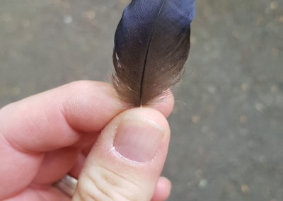 Plumes en vrac