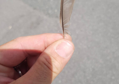 Plumes en vrac