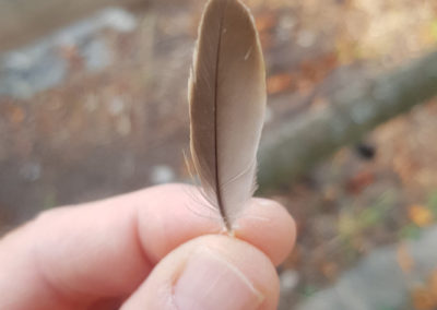 Plumes en vrac