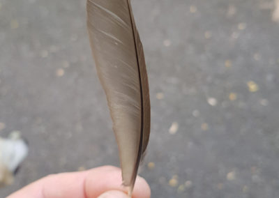 Plumes en vrac