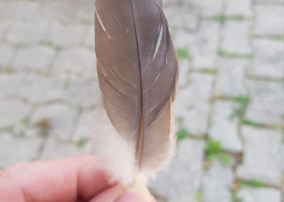 Plumes en vrac