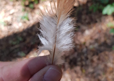Plumes en vrac