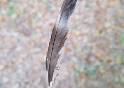 Plumes en vrac