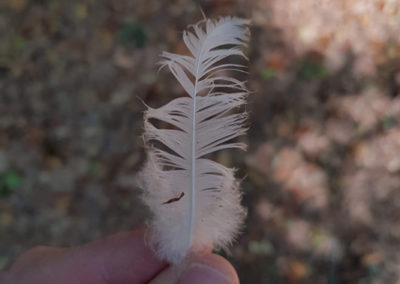 Plumes en vrac