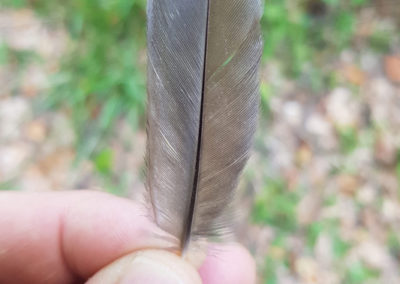 Plumes en vrac