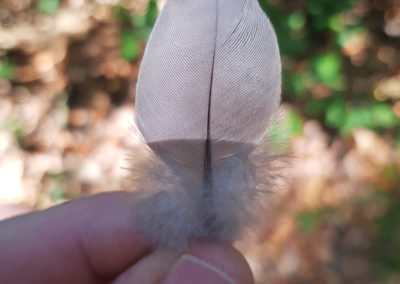 Plumes en vrac