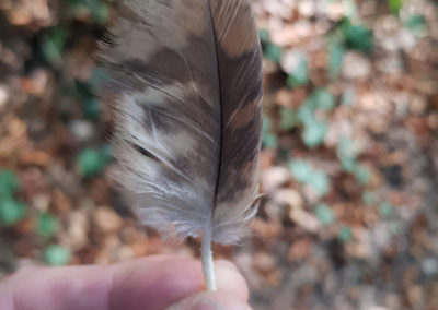 Plumes en vrac