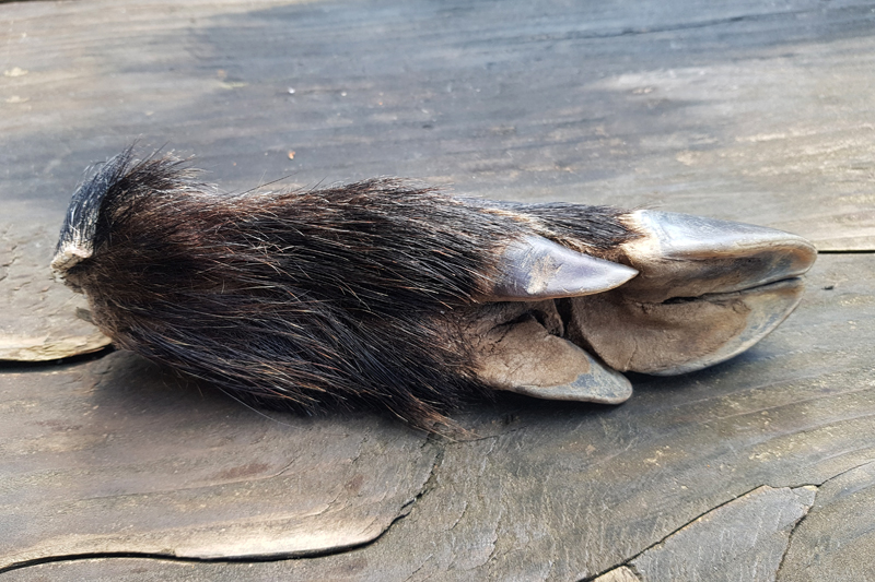 Sanglier – Empreinte
