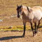 Konik Polski, Parc Polaire, Chaux-Neuve, Jura, France