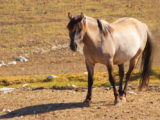 Konik Polski, Parc Polaire, Chaux-Neuve, Jura, France