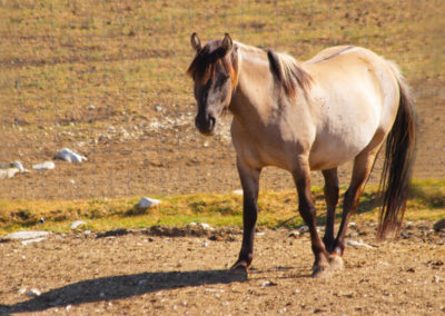Konik Polski, Parc Polaire, Chaux-Neuve, Jura, France