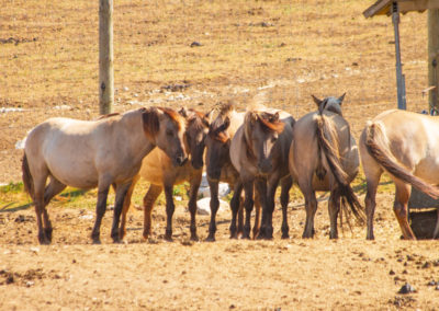 Konik Polski, Parc Polaire, Chaux-Neuve, Jura, France