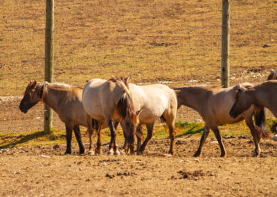 Konik Polski, Parc Polaire, Chaux-Neuve, Jura, France