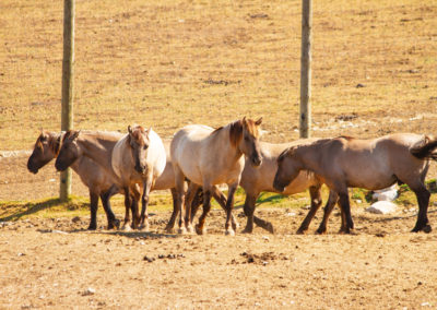 Konik Polski, Parc Polaire, Chaux-Neuve, Jura, France