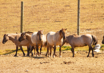 Konik Polski, Parc Polaire, Chaux-Neuve, Jura, France