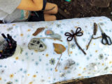 Sortie nature, les insectes
