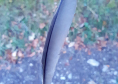 Plumes en vrac
