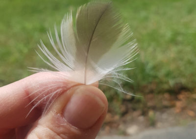 Plumes en vrac