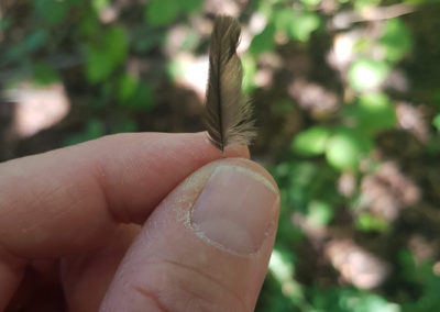 Plumes en vrac