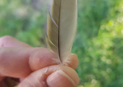 Plumes en vrac