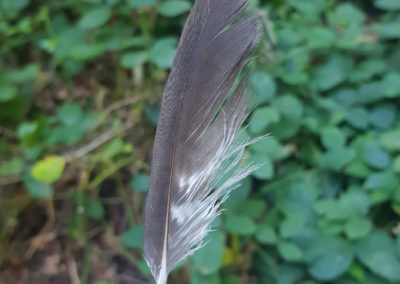 Plumes en vrac