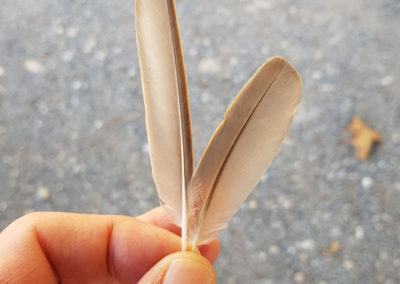 Plumes en vrac
